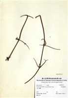 藏品(森氏鐵線蓮)的圖片